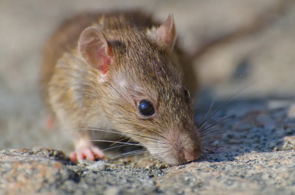 Désinfestation de rats près de Guéthary 