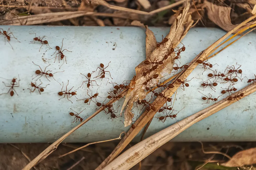 Fourmis près de Guéthary 
