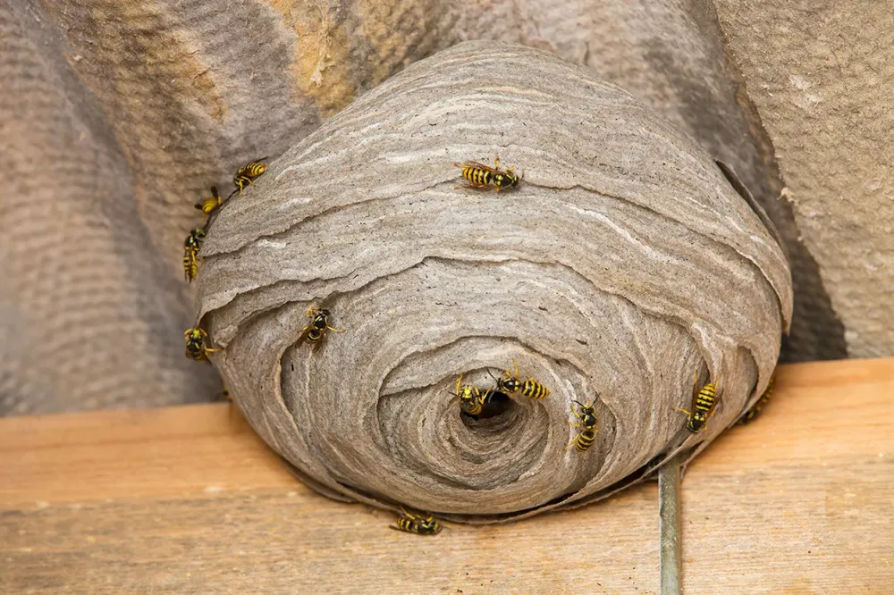 Destruction de nid de frelons près de Guéthary 