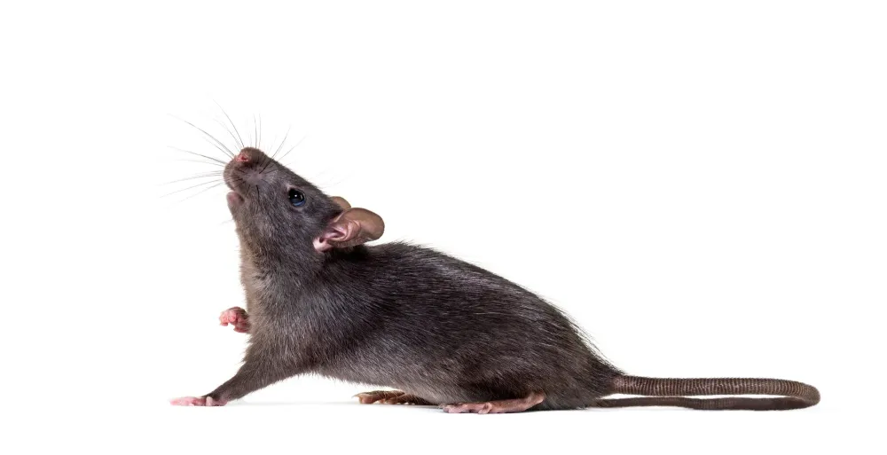 rat noir