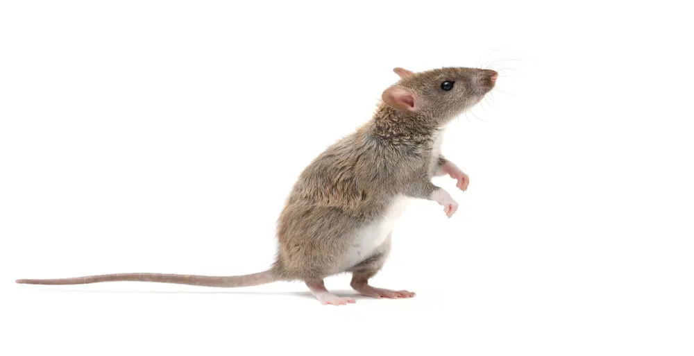 souris
