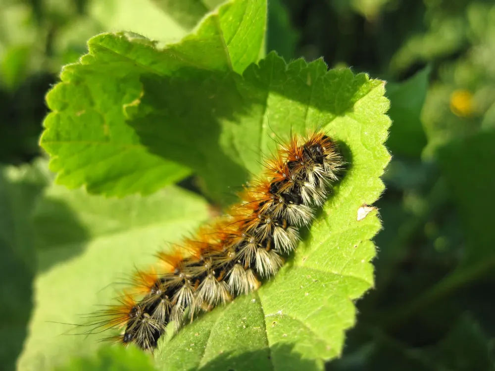 Chenille pin