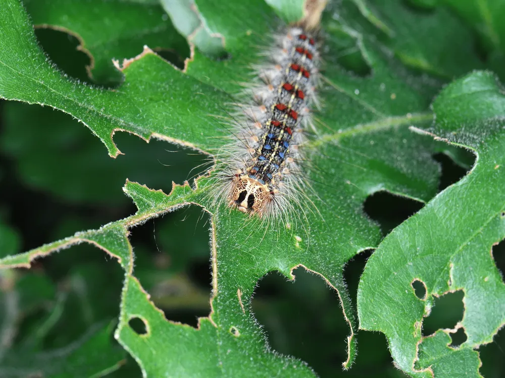 Chenille chêneswebp